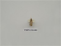 藏品(尺蠖蛾科)的圖片